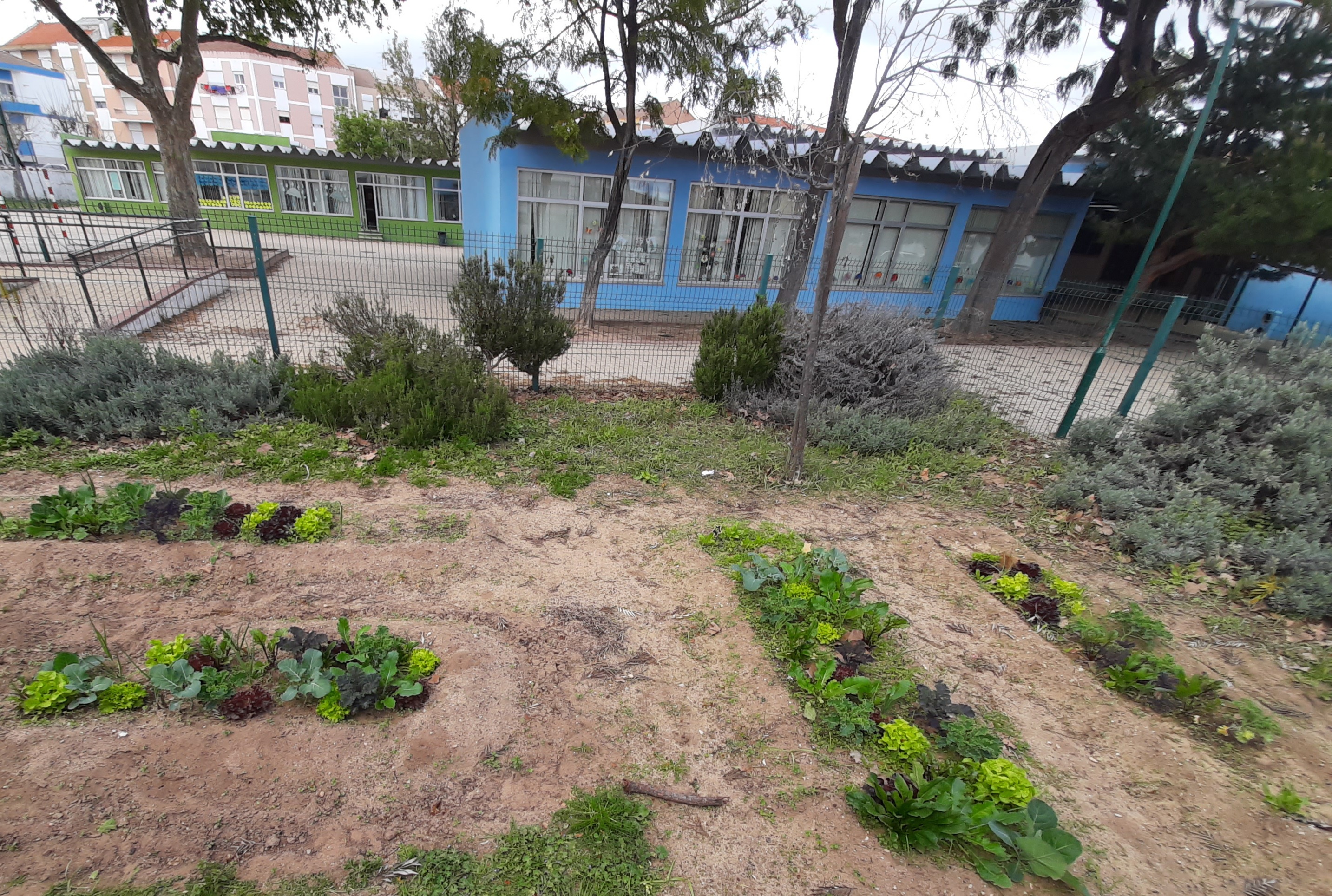 Com as mãos na terra...
«A horta da nossa escola, continua a ser cuidada pelos nossos meninos, que apesar de pequenos, são muito interessados e participativos. E aqui estão os nossos legumes saudáveis a crescerem felizes! »