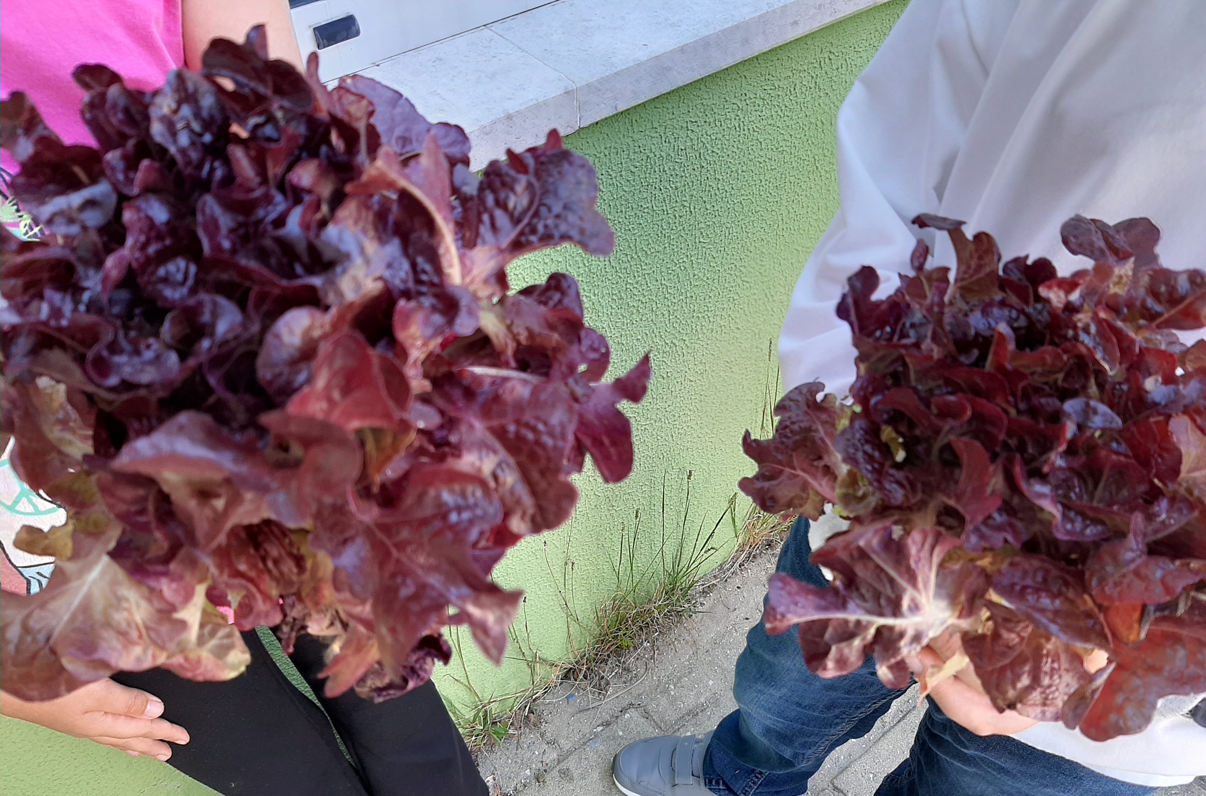 «Colhemos o que plantamos e felizes vamos partilhar com a família.»