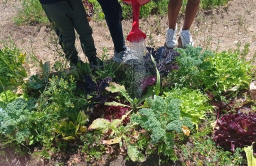 Na nossa horta, nós aprendemos a mexer na terra, a cultivar e semear os alimentos, a regar, a respeitar o ambiente e a criar hábitos de vida saudável. Fizemos e continuamos a fazer compostagem.