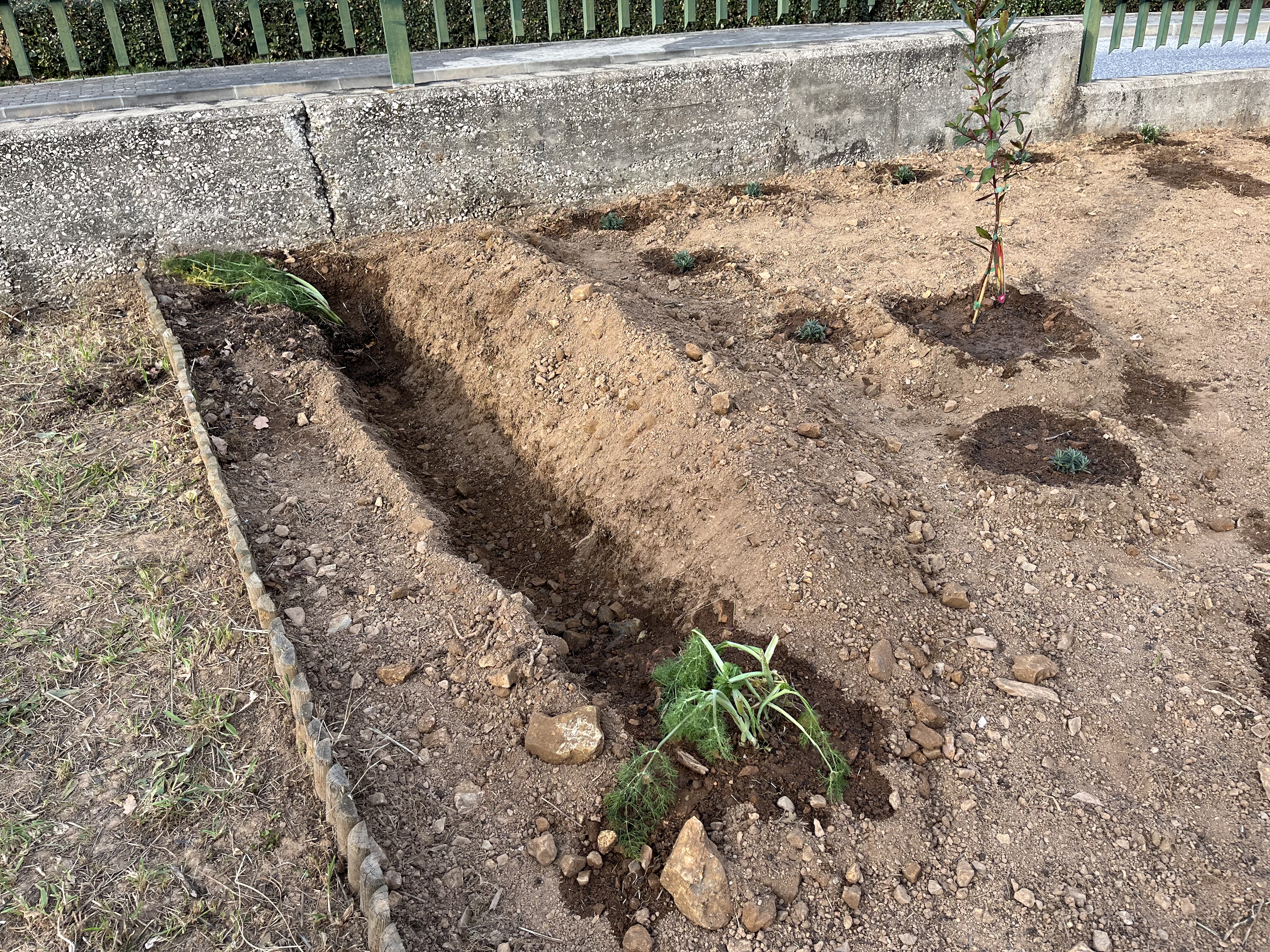 Compostagem com funcho plantado nos extremos.