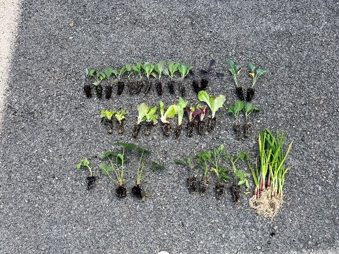 Diferentes hortícolas para plantação.