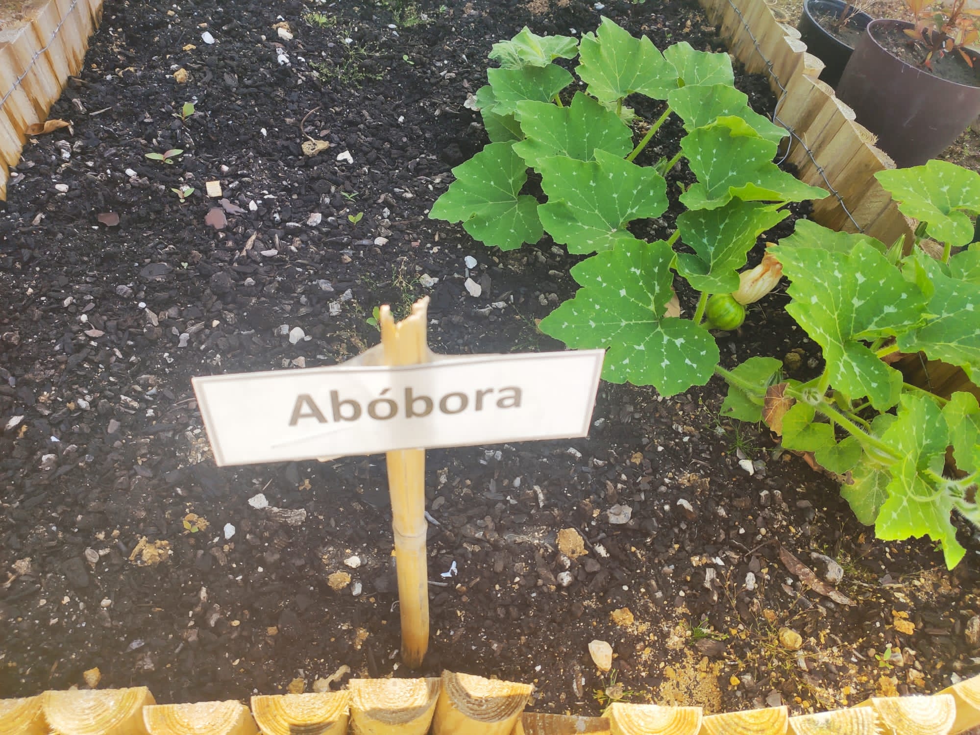 Abóbora