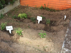 Colocação de sinalética identificativa da plantação.