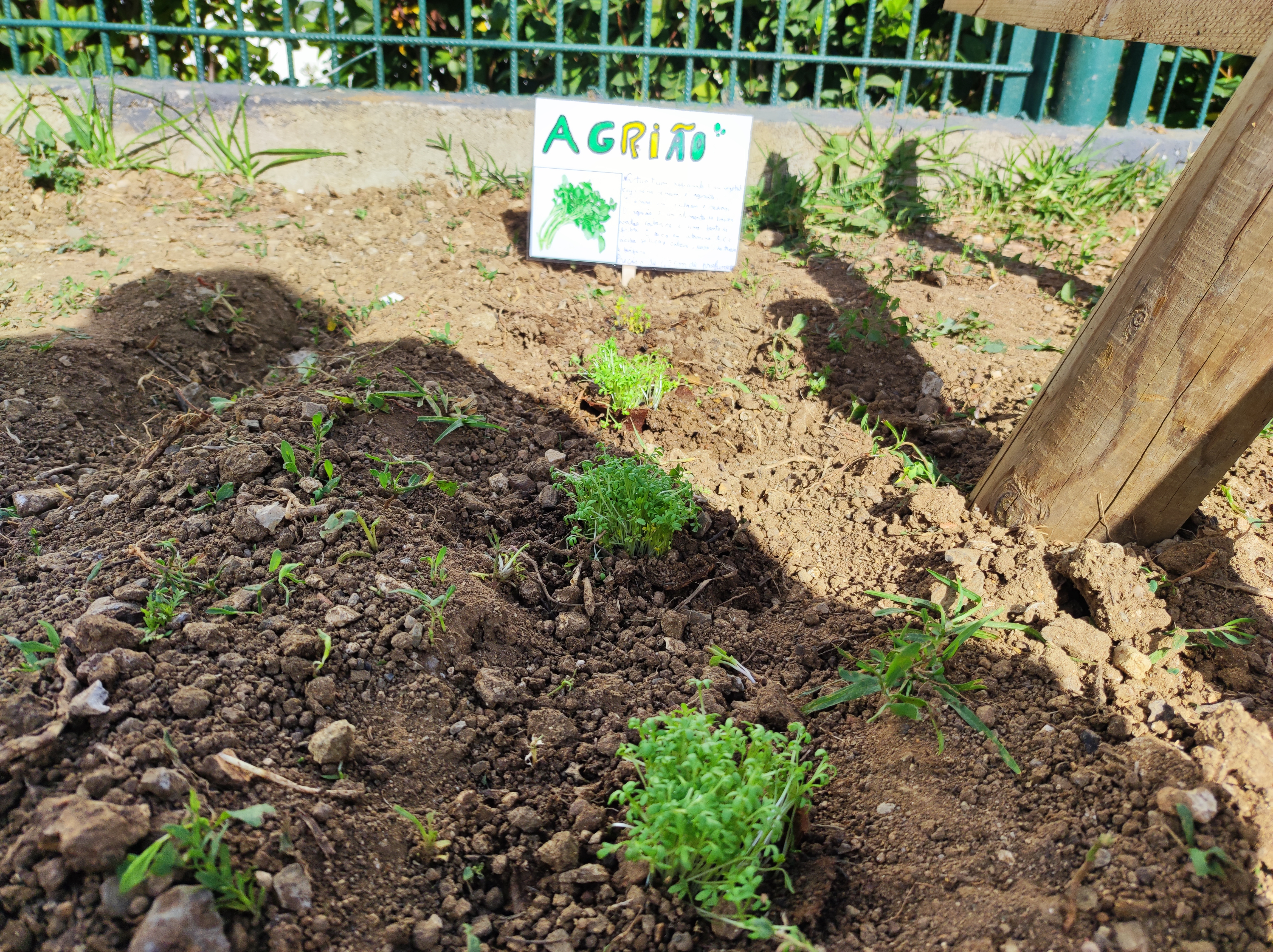 Agriões foram plantados na horta. Exigem muita água e para economizar água regamos só no interior dos regos.