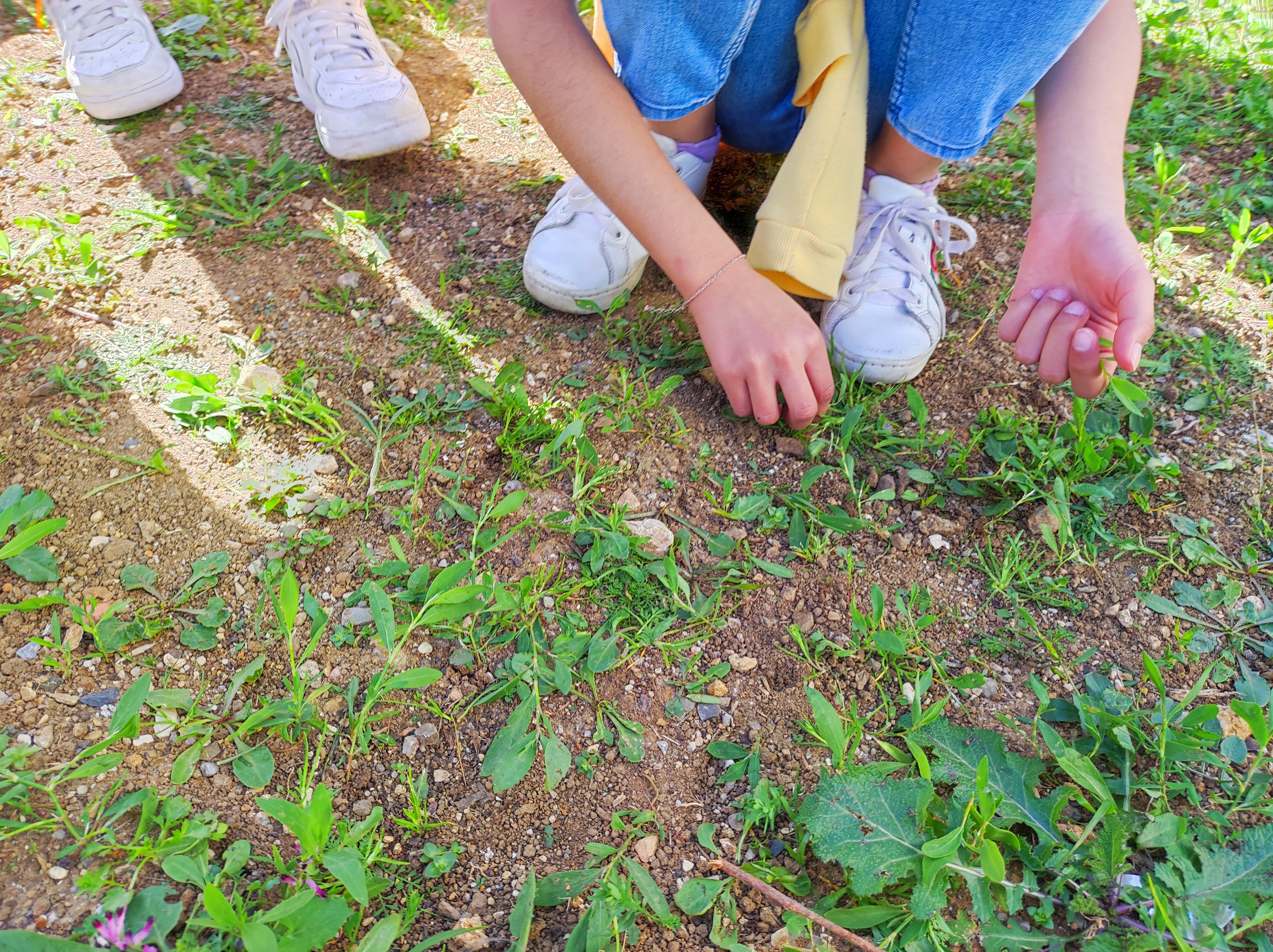 Mondear as ervas daninhas com o trabalho manual dos alunos.