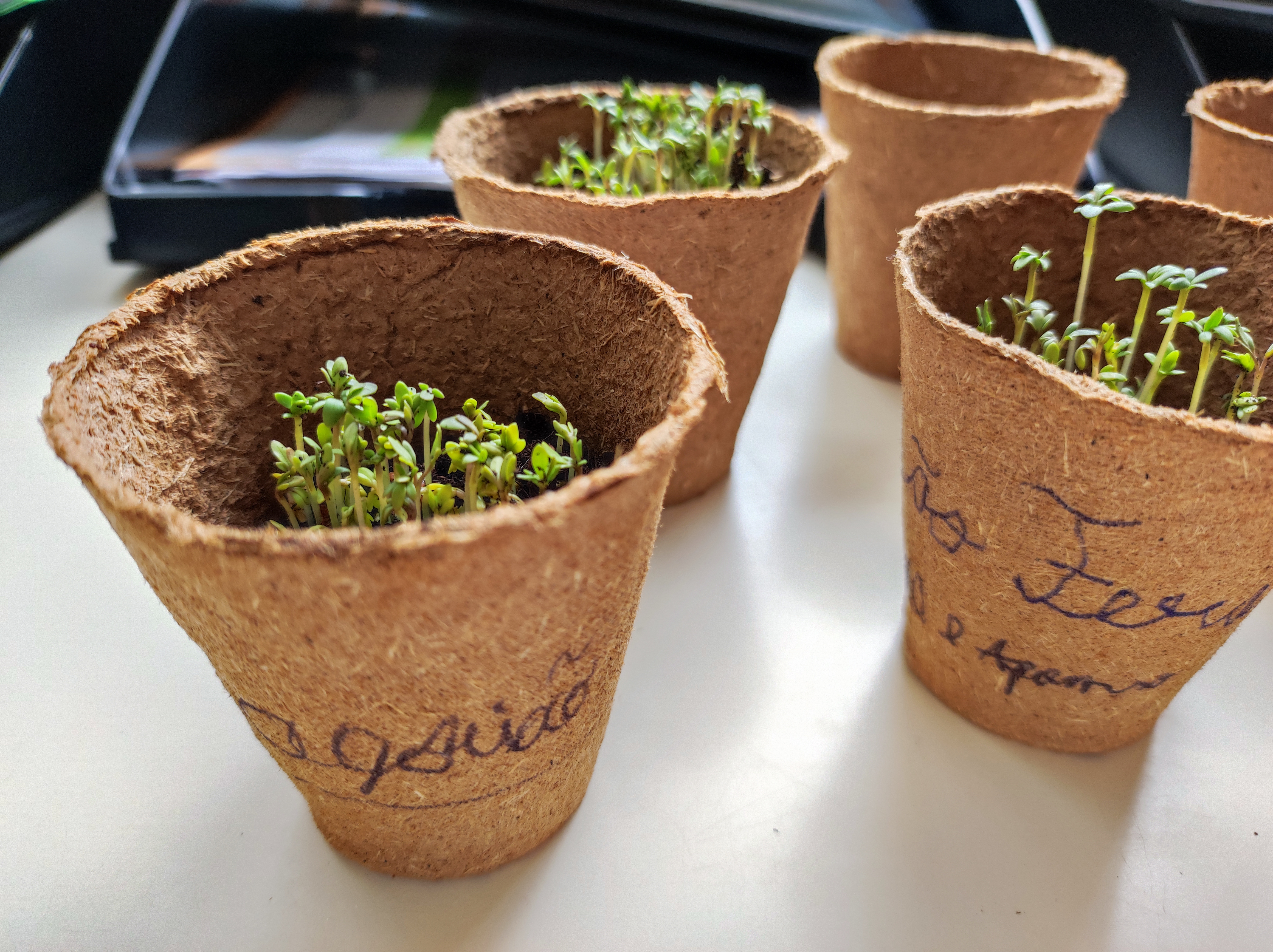 Os agriões foram semeados em copos de cortiça com terra na sala de aula.