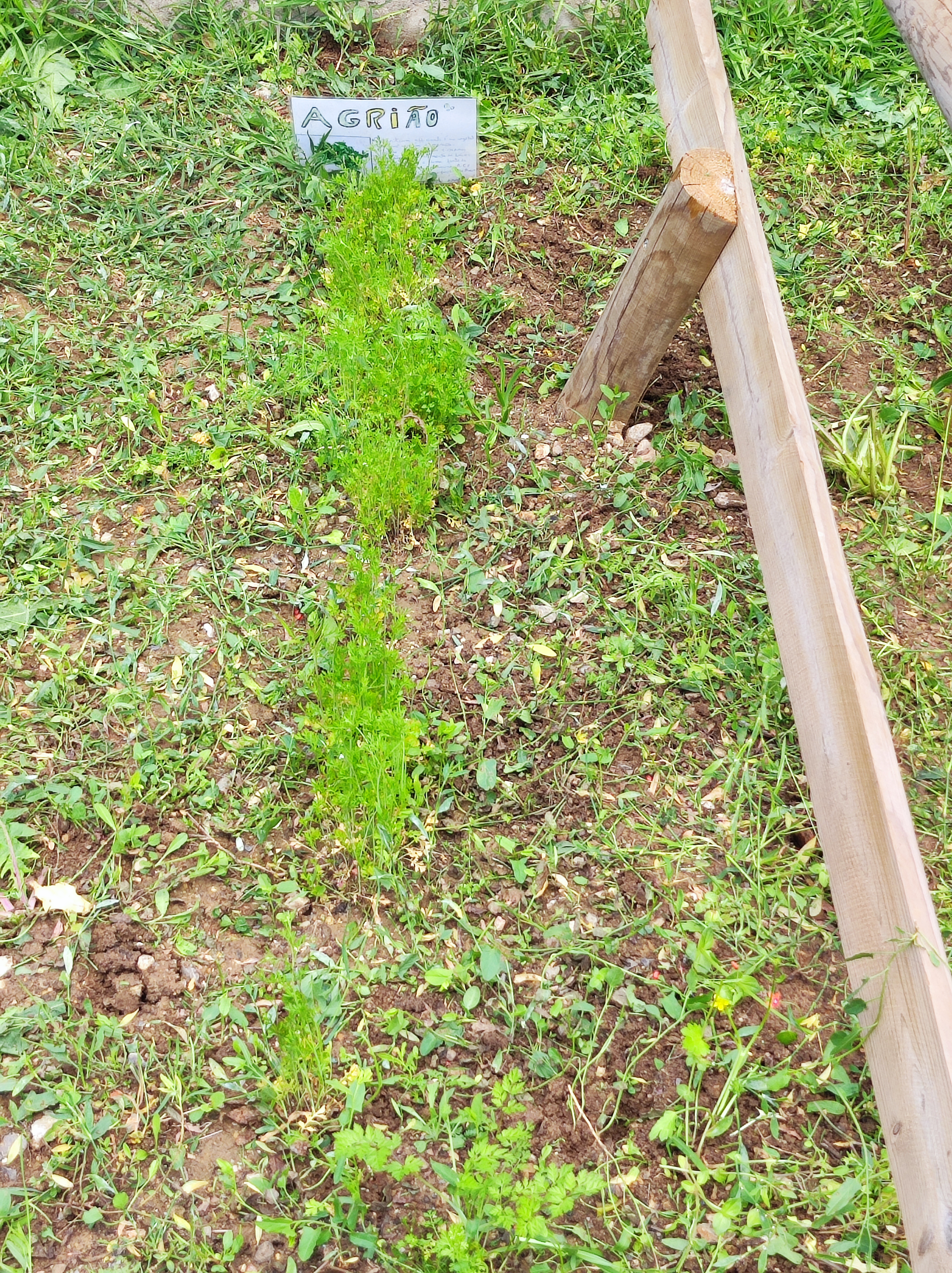 As plantas invasoras rapidamente começam a espalhar-se no espaço da horta.