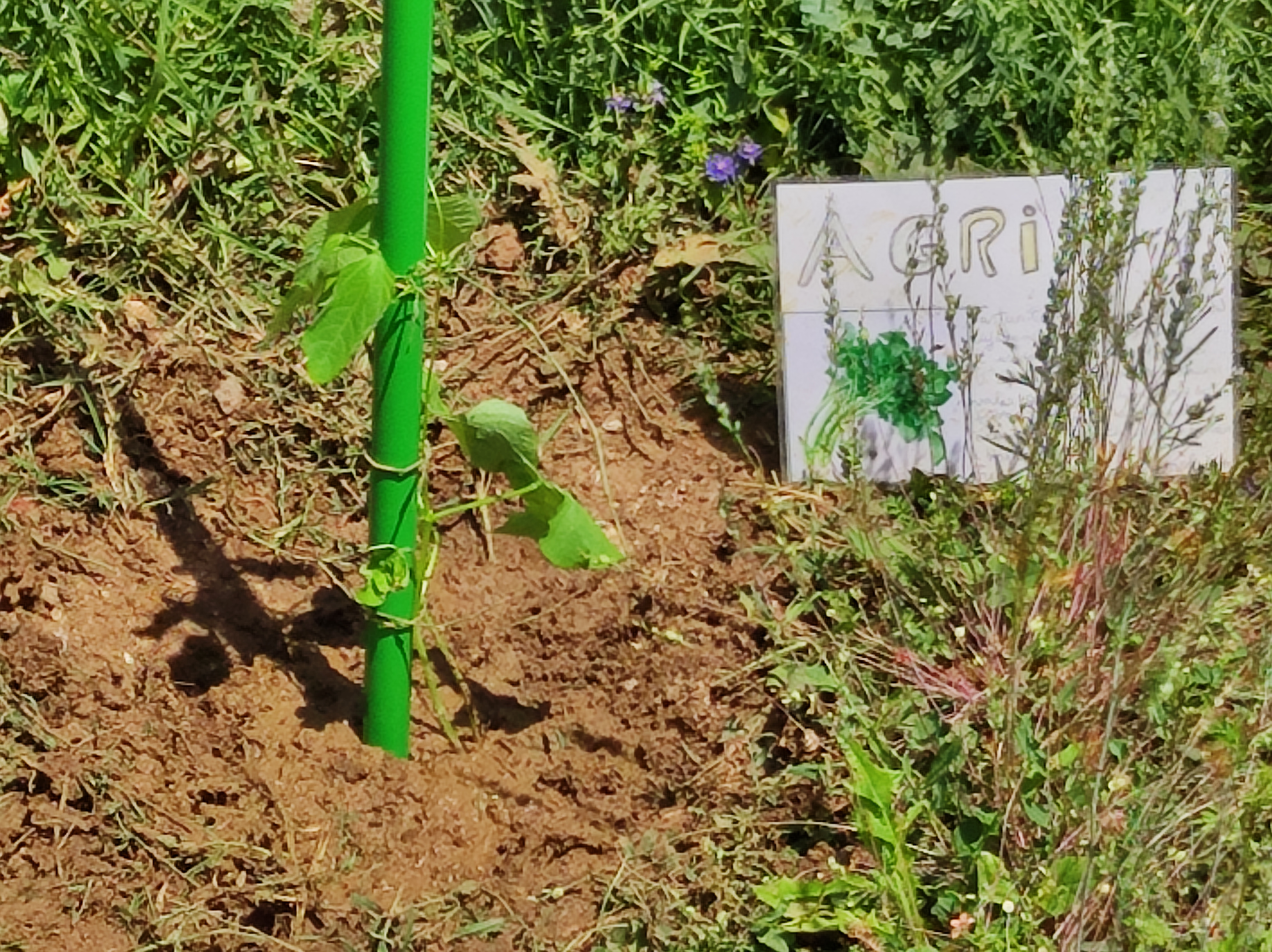 Feijoeiro e agriões cultivados na horta.