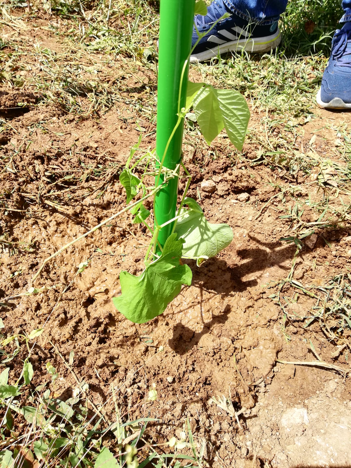 Feijoeiro em estaca na horta da escola.