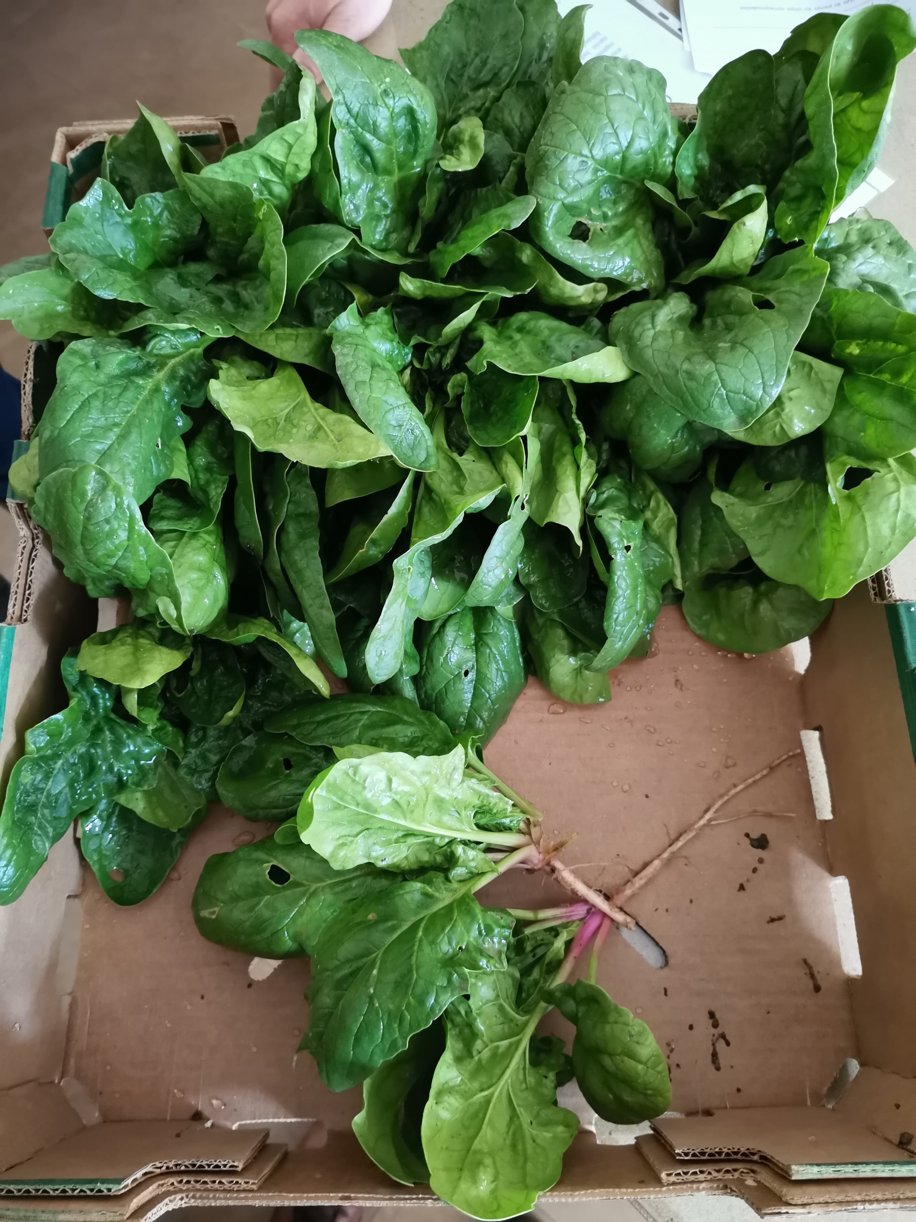 Colheita de espinafres para a cozinha