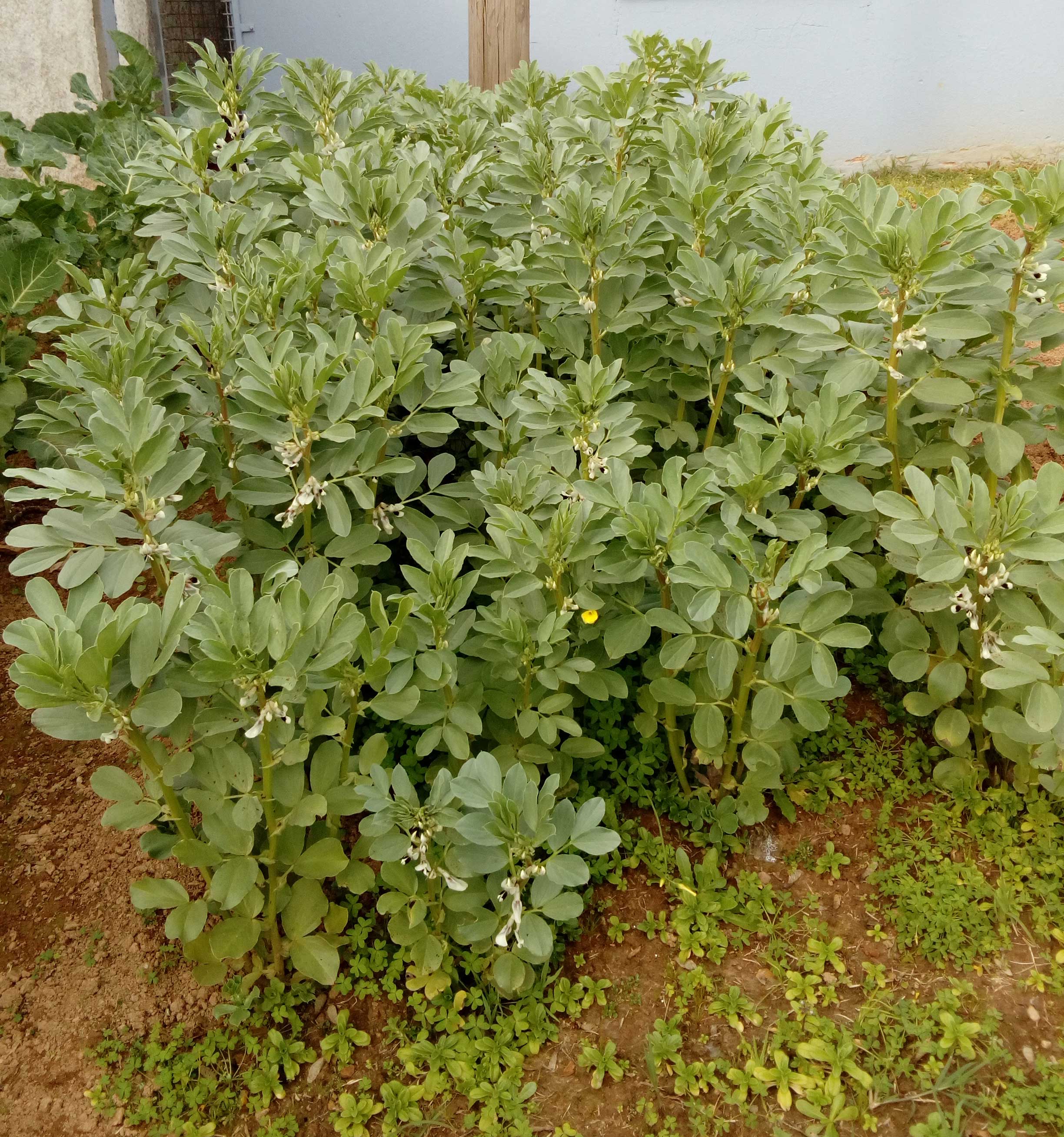 Favas - horta exterior. Nesta foto podemos observar favas em fase de crescimento na horta exterior.