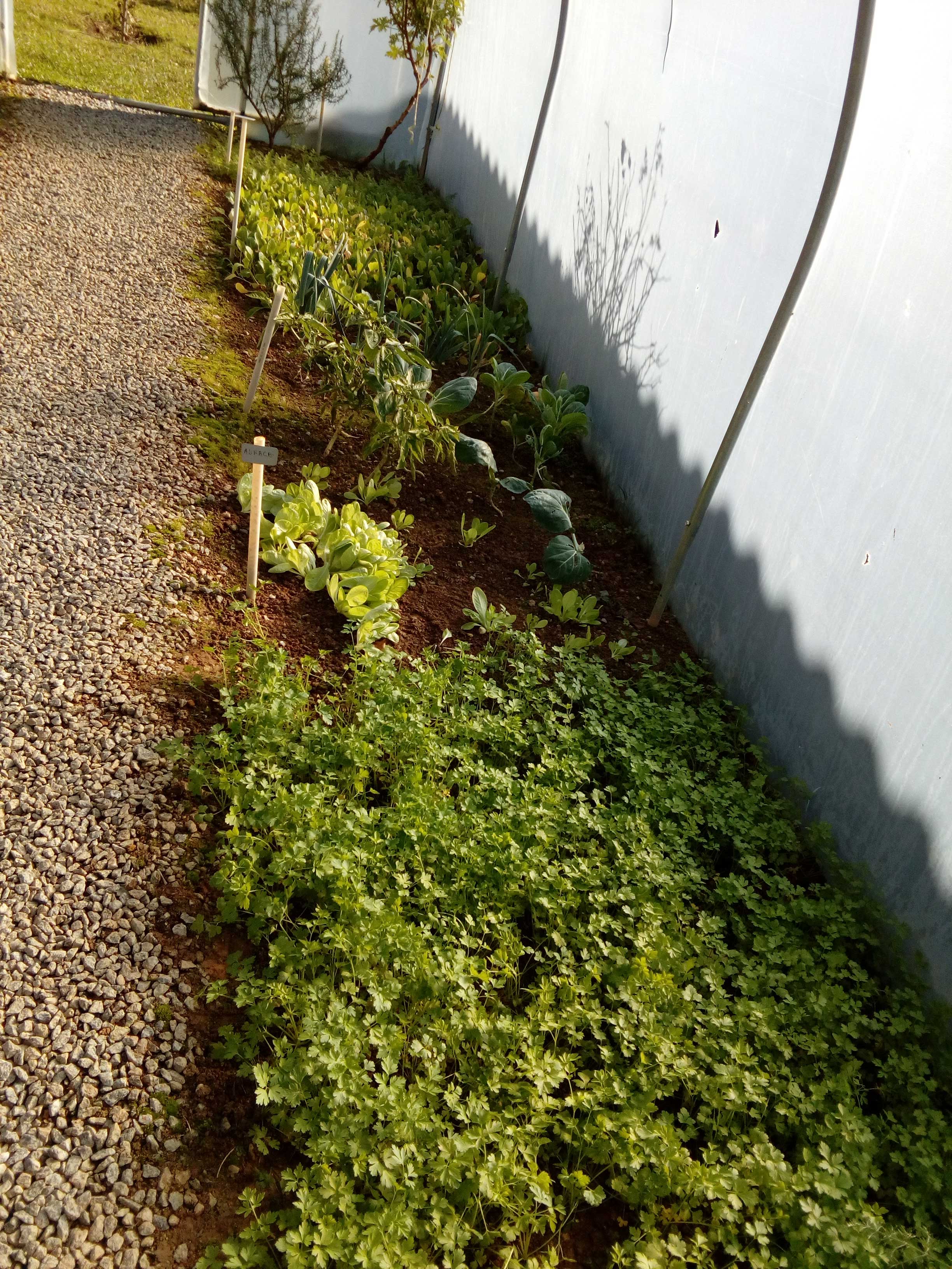 Legumes e aromáticas - Estufa. Nesta foto podemos observas vários legumes e plantas aromáticas em fase de crescimento na estufa.