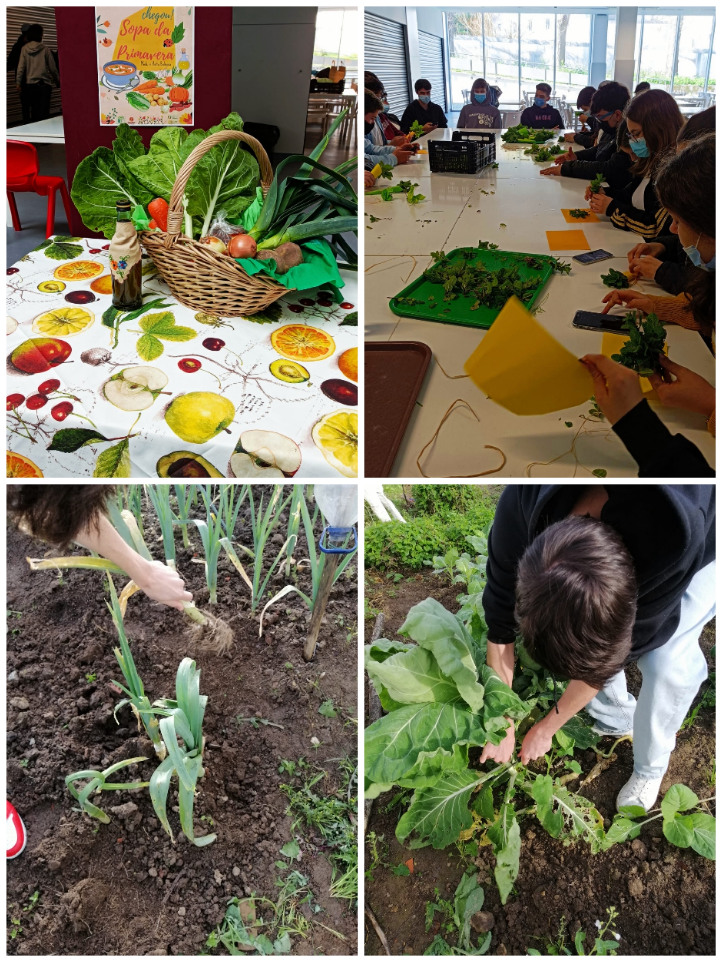 No dia 21 de março os alunos recolheram legumes na horta biológica, limparam, lavaram, descararam os legumes e ajudaram a confecionar a "sopa da primavera que foi oferecida a toda a comunidade escolar.