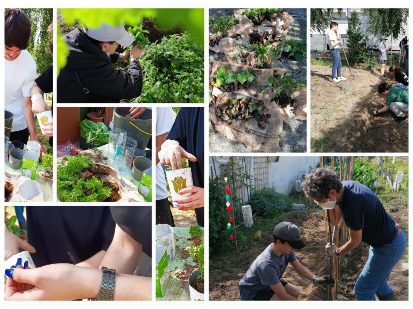 Plantação de culturas de verão: alfaces, tomateiros, pimentos, pepinos, melões, melancias, batata doce, curgetes, abóboras, tomateiros, beringelas, beterraba,  brócolos, pencas e manjericos.