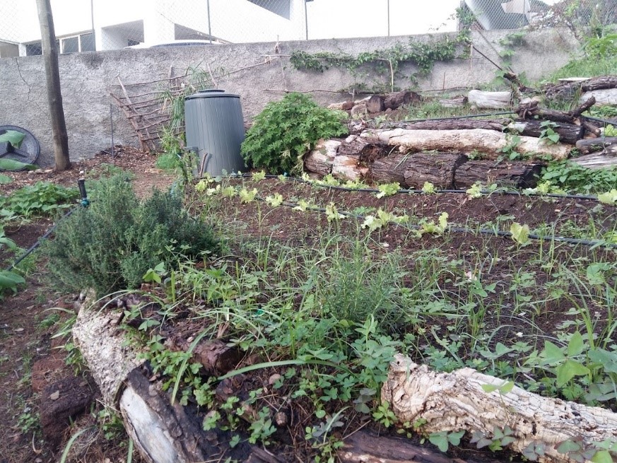 Cultivo de ervas aromáticas, alface, cebola e batata