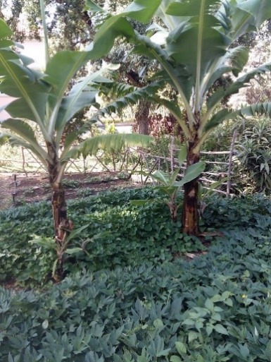 Consorciação de Bananeira e Batata doce.