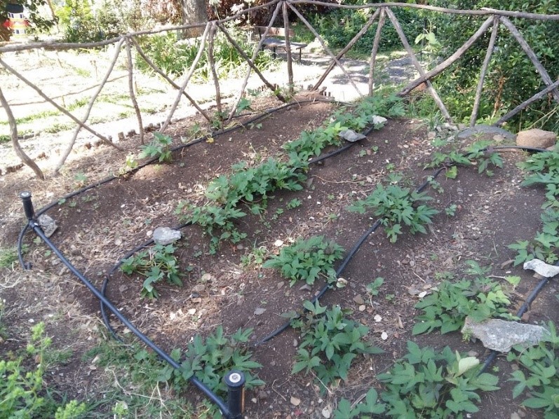 Batata em desenvolvimento.