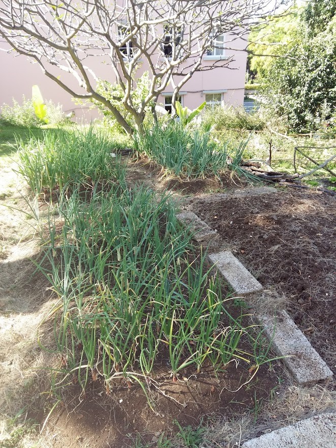 Plantas de cebolas em desenvolvimento.