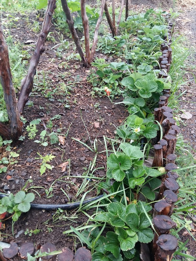 Morangueiros com fruto.