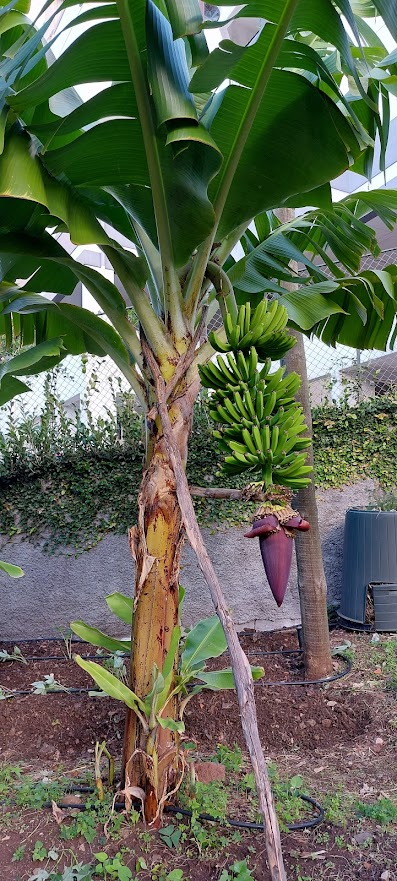Bananeira com cacho ainda com coração.