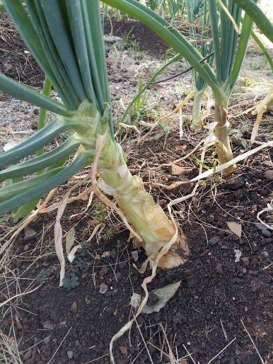Cebola em desenvolvimento do Bolbo.