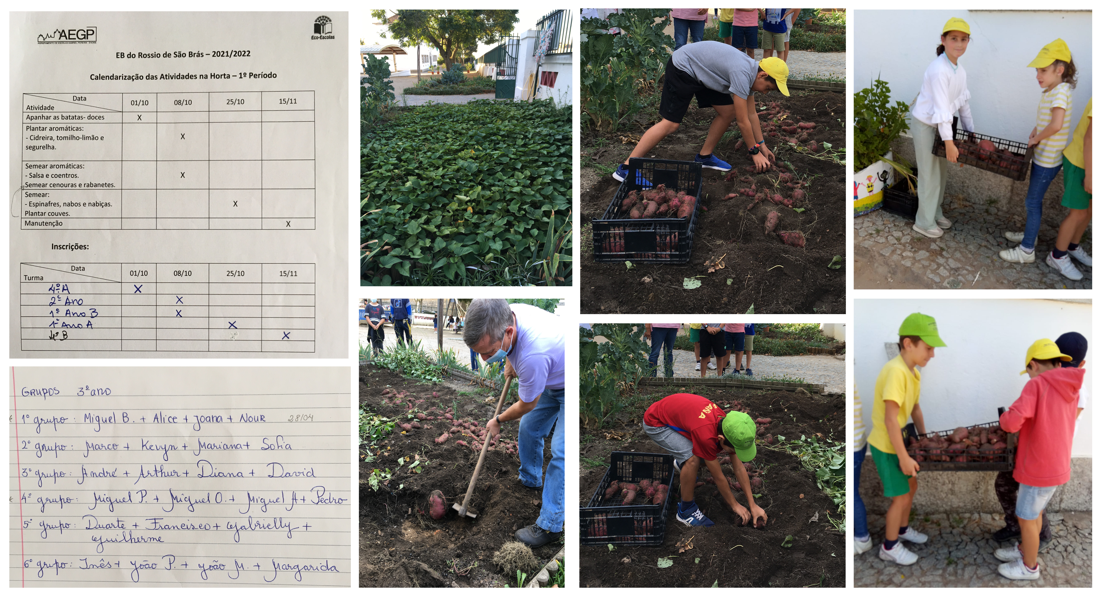 Outubro de 2021 – Os alunos do 4ºA apanharam e levaram para a cozinha da escola as batatas-doces plantadas no ano letivo anterior.