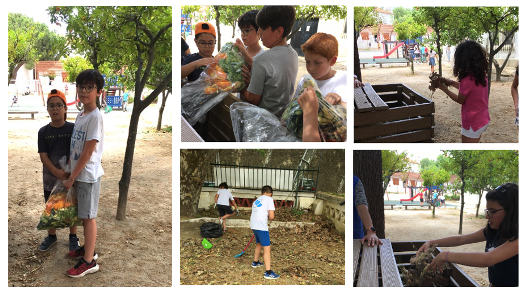 Maio de 2022 – Compostagem termofílica: colocação de matéria húmida no compostor, recolhida na cozinha e refeitório da escola (folhas de alface, de couve, cascas de fruta, de batatas, de cenouras...). Recolha de matéria seca (folhas secas e pequenos paus)