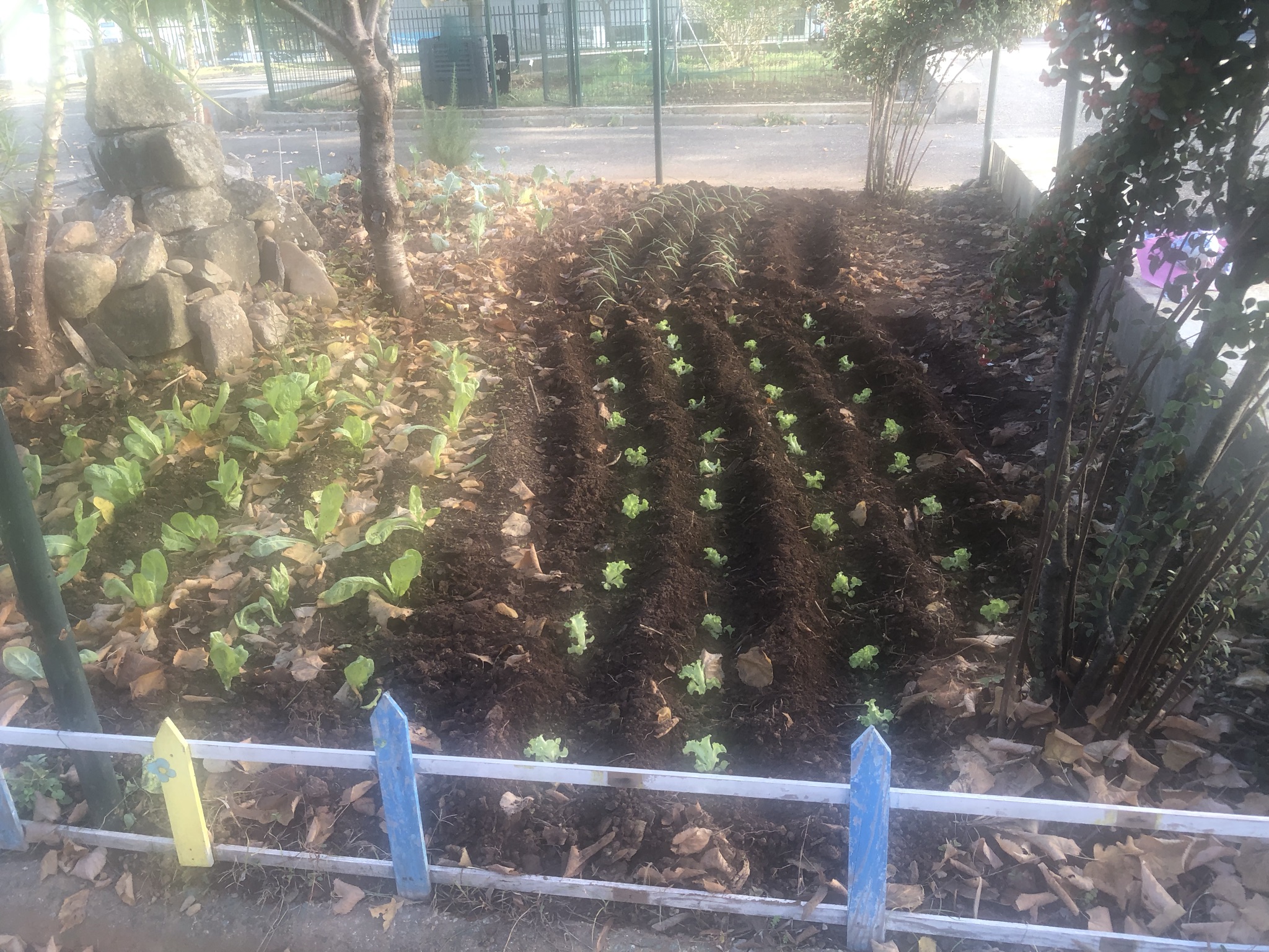 Plantações despontando com todo o vigor