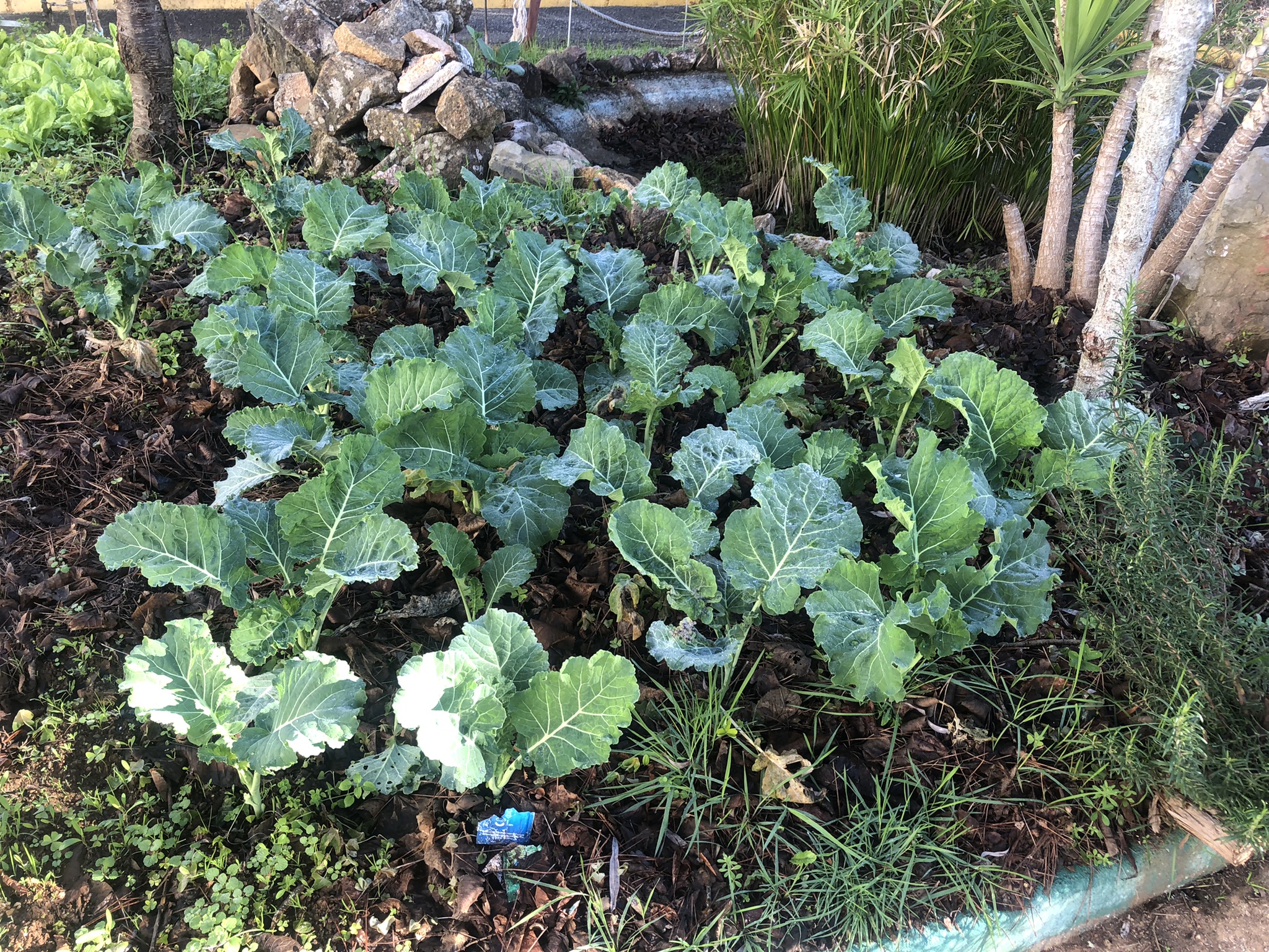 A horta em finais de janeiro.