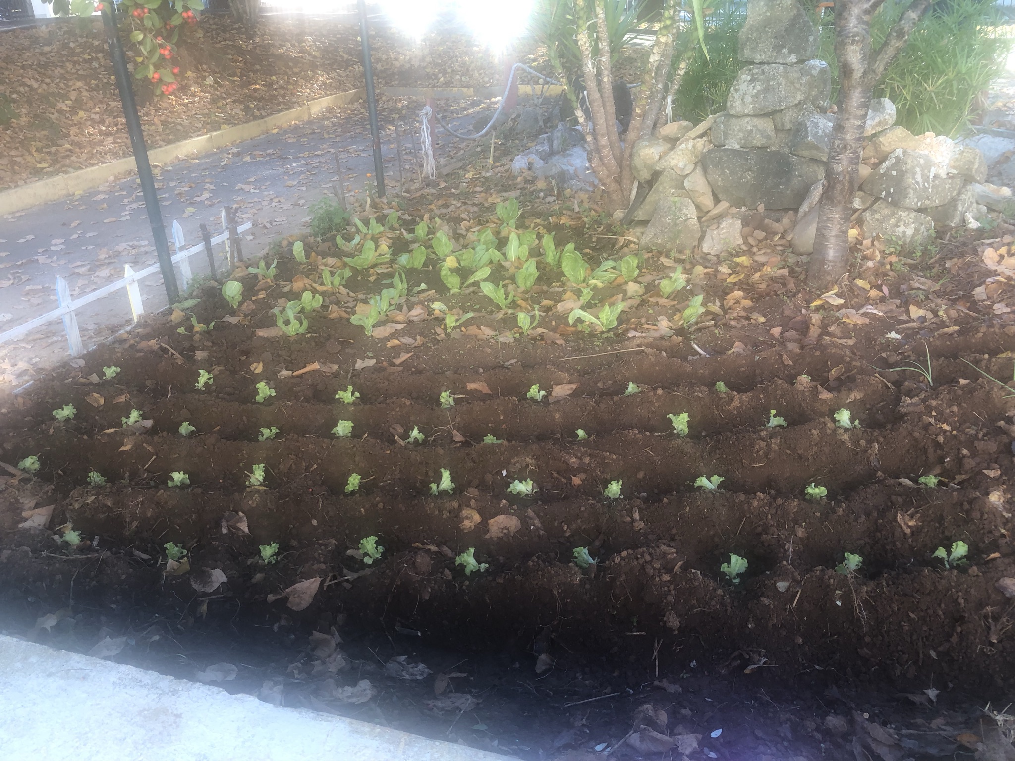 Plantação das couves.