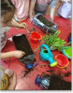 Preparação das plantas.