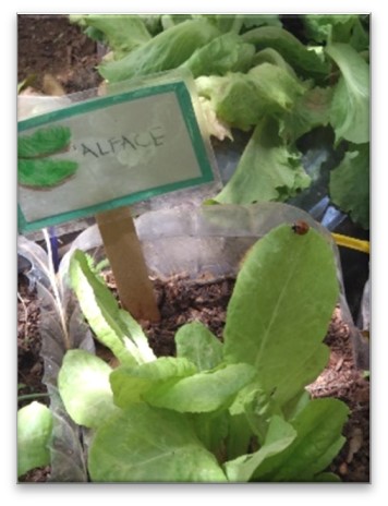 Placas de identificação das plantas.