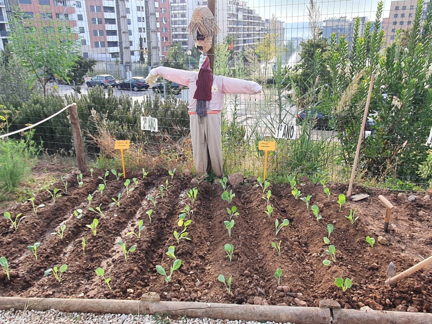 Plantação de couves na horta