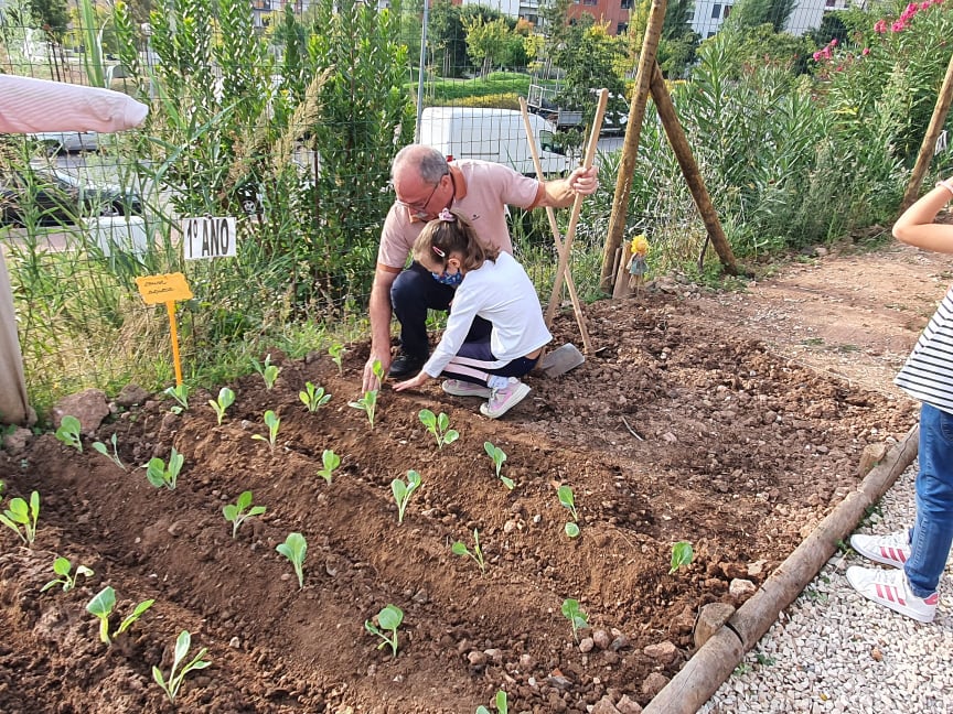 Plantação de couves na horta
