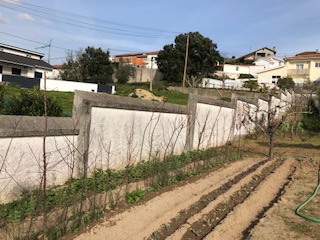 Horta em fevereiro com favas, ervilha e repolho