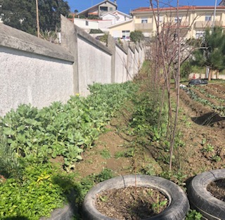 Ervilhas, favas e cebolo