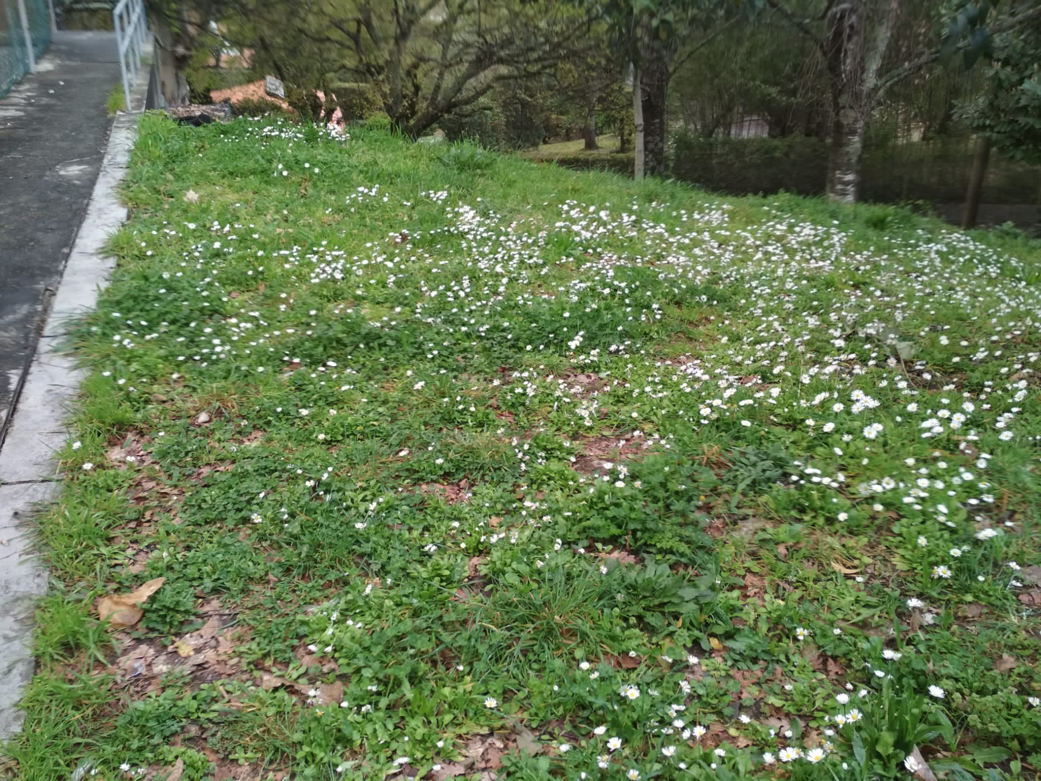 Observação do terreno a plantar.