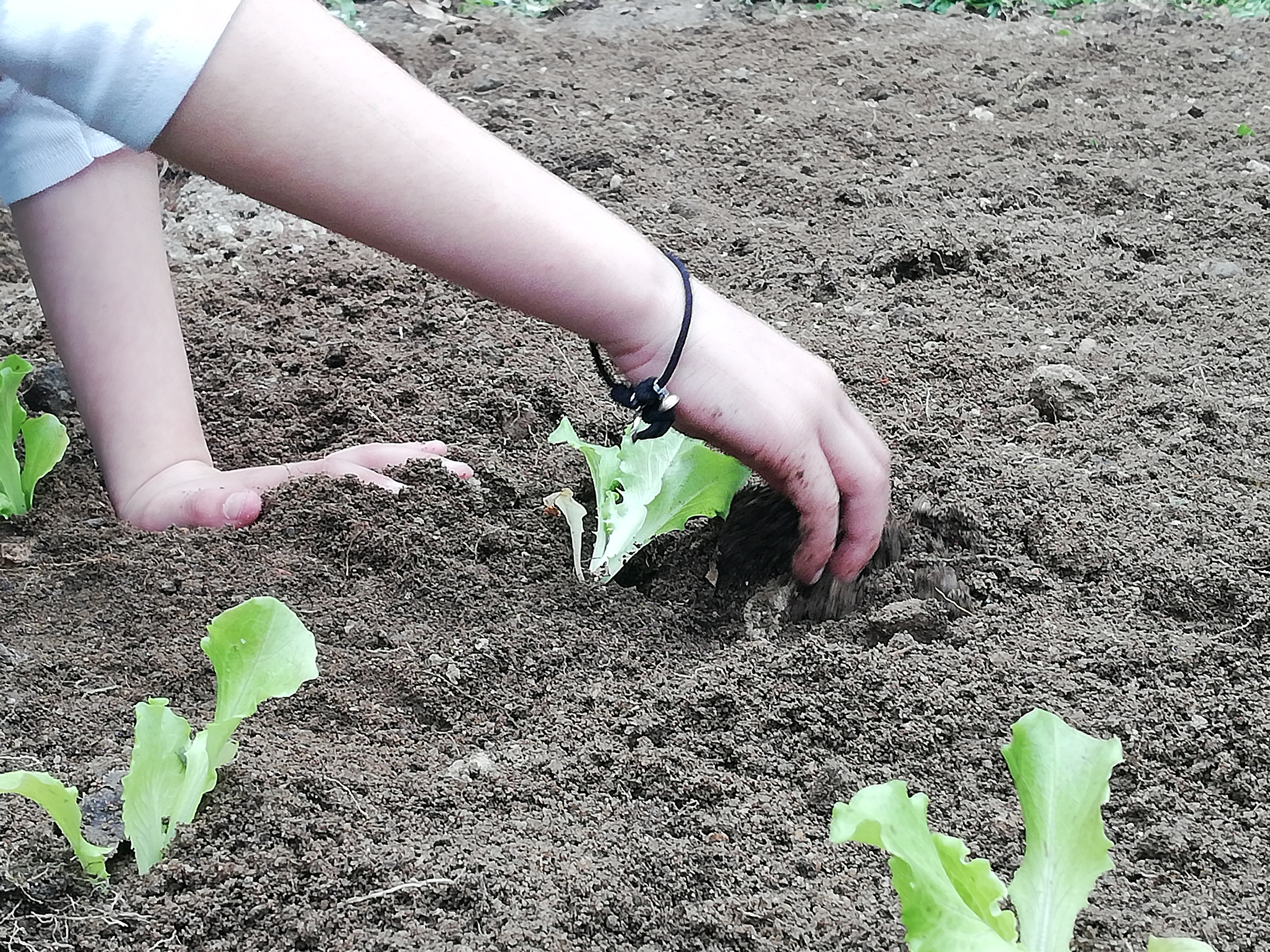 Plantação pelos alunos.