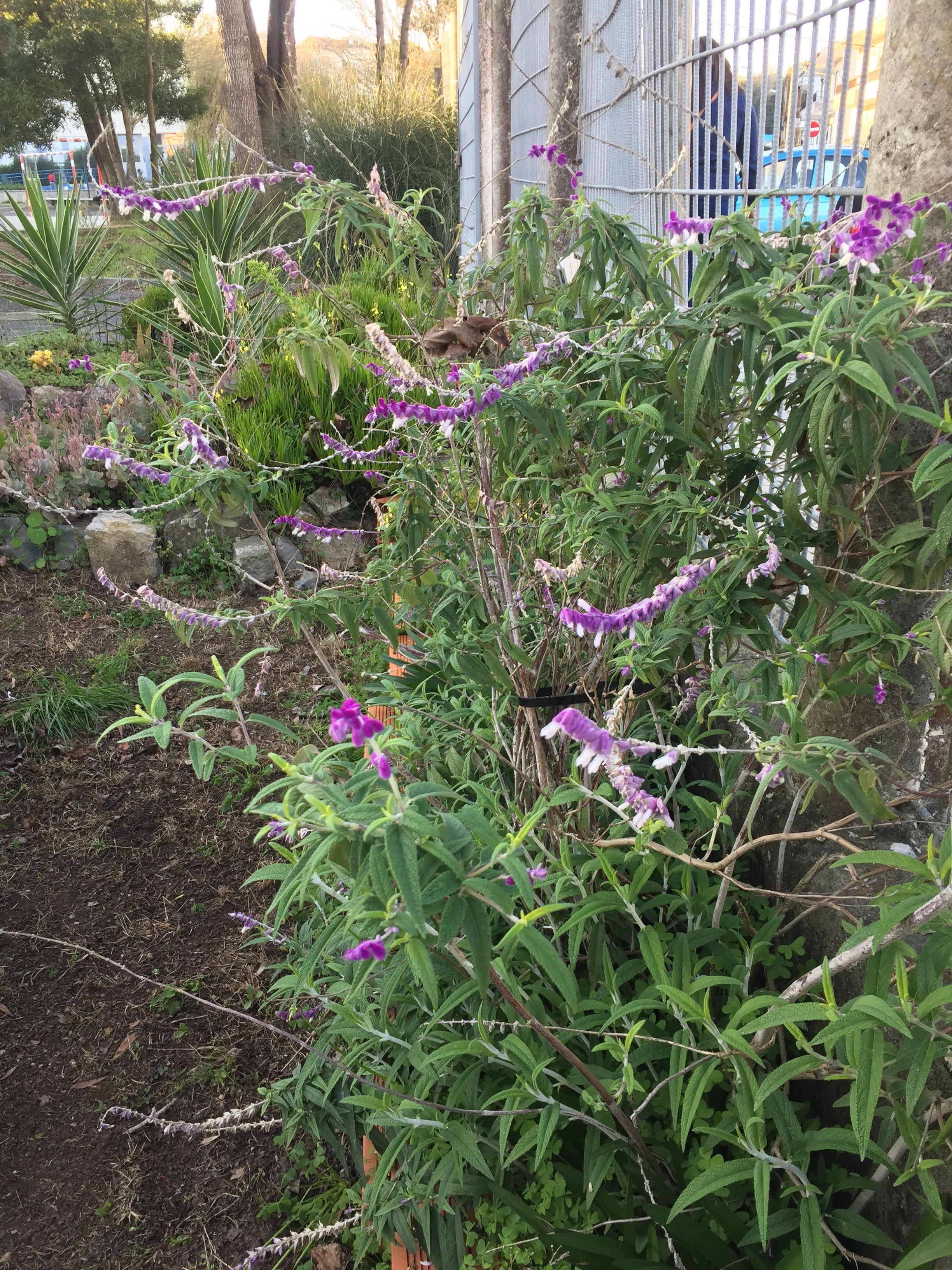 Horta principal: salvia em flor.