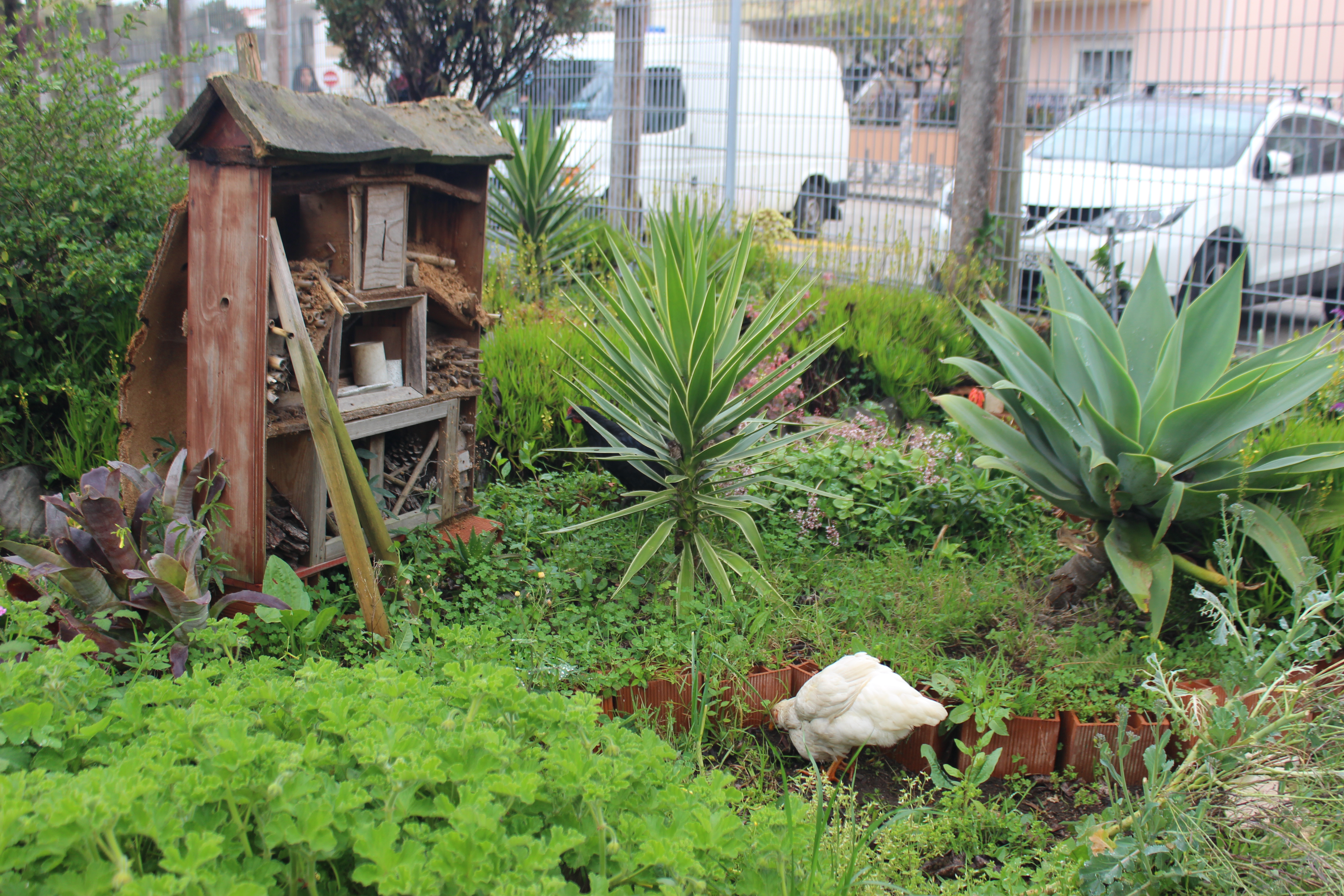 Galinha de raça autóctone a depenicar o jardim.