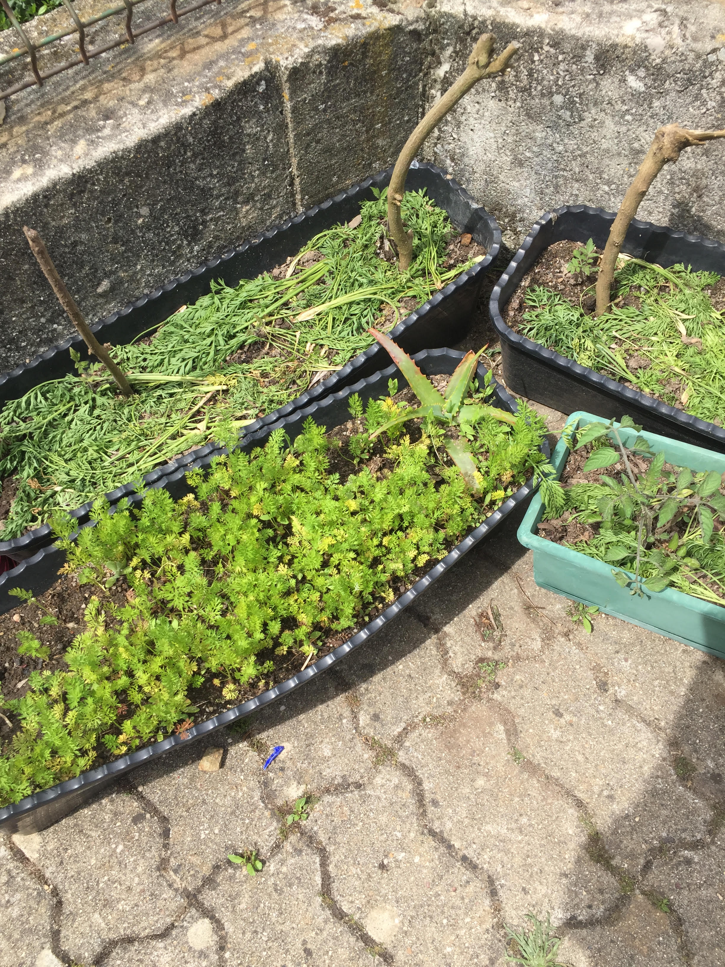 Rede do pré-fabricado: cenouras, tomateiros com mulching de rama de cenoura.