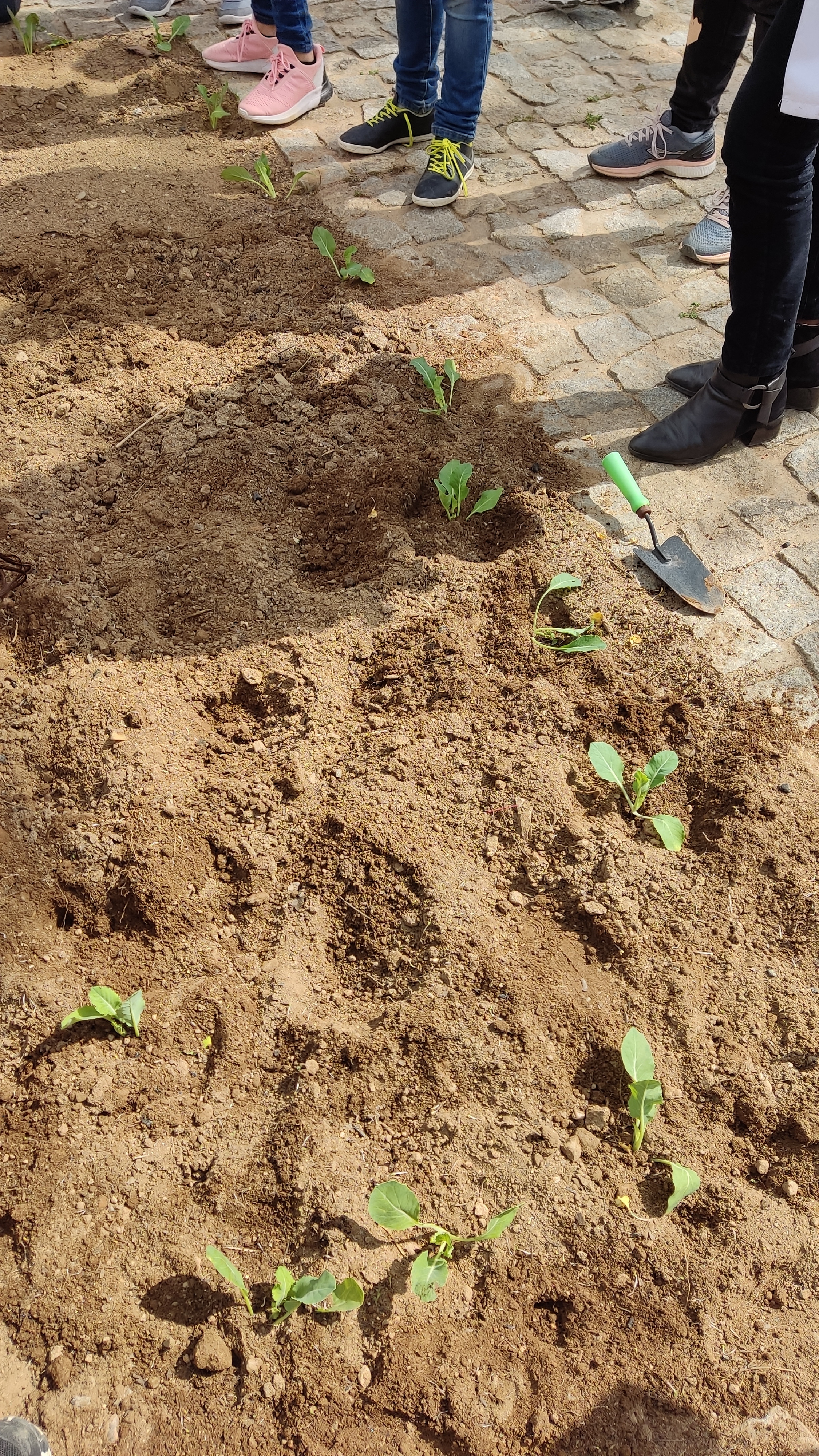 plantação de várias espécies de plantas.