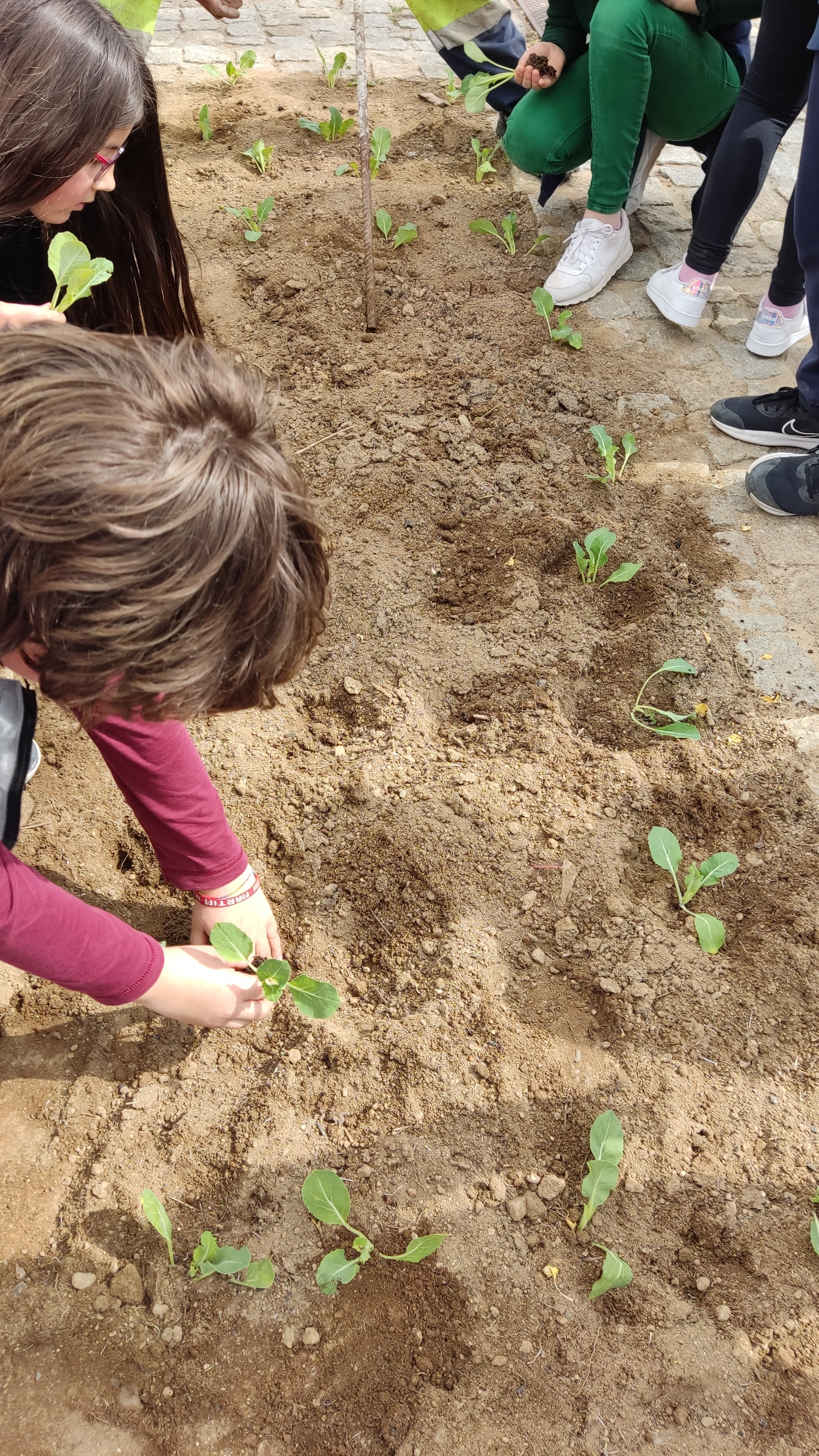 mais plantas a ser metidas na terra.