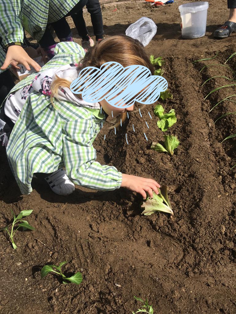 Aluna do pré-escolar na plantação da horta.