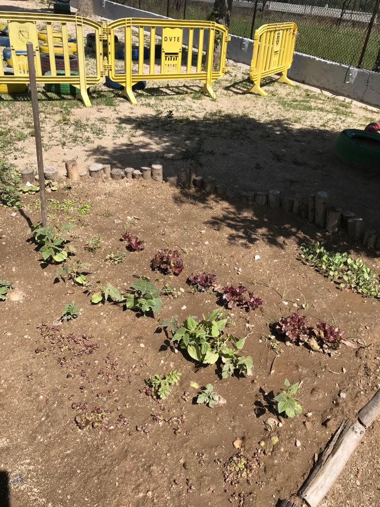 Canteiro 2 
Batatas , salsa e feijão.
Sementeira de alface e couve portuguesa para transplantar.