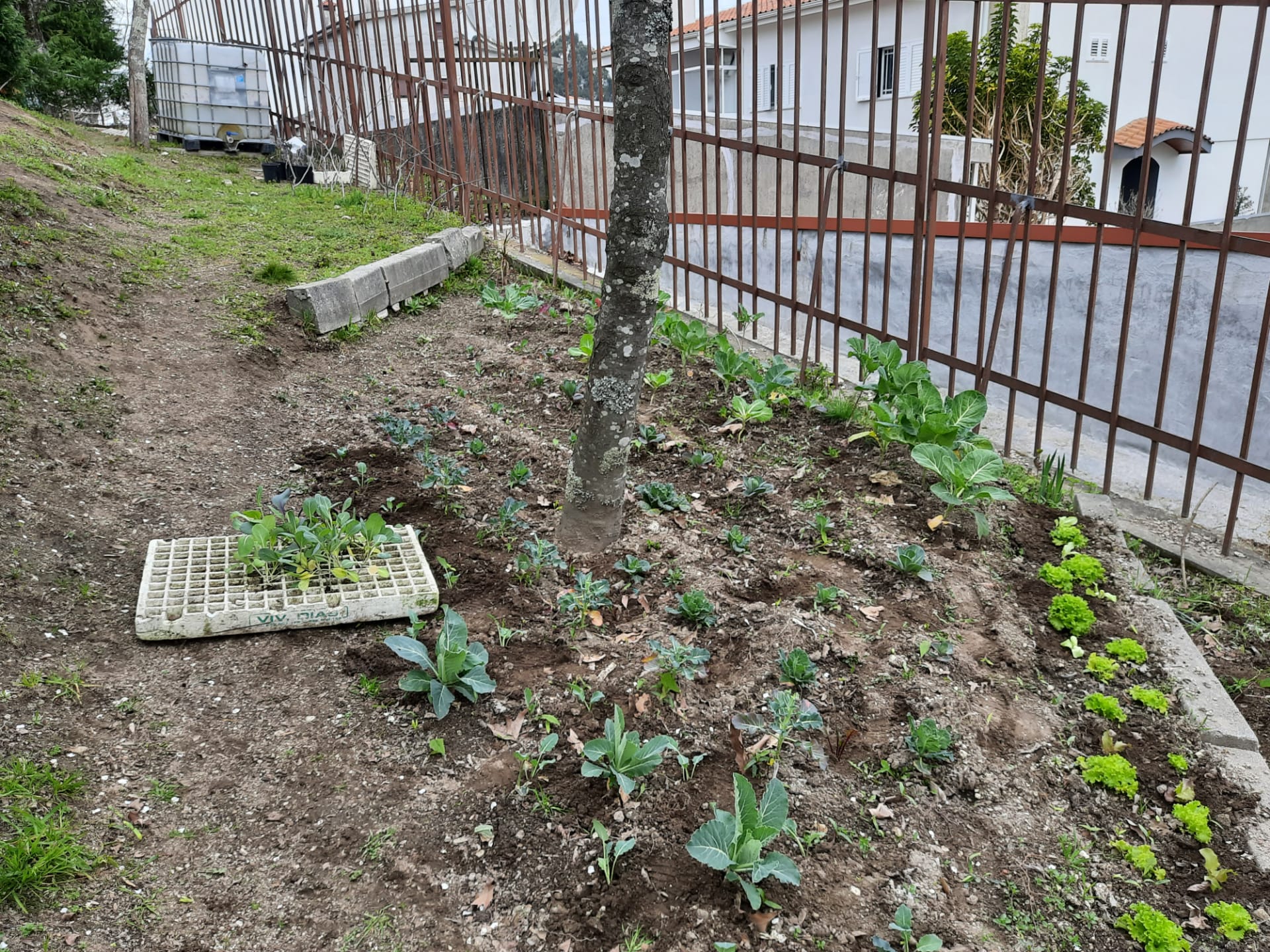 Canteiro com diferentes tipos de couves e alfaces. As plantas apresentam um desenvolvimento parco devido à falta de água. As culturas são produzidas em mpb         (modo de produção biológica).