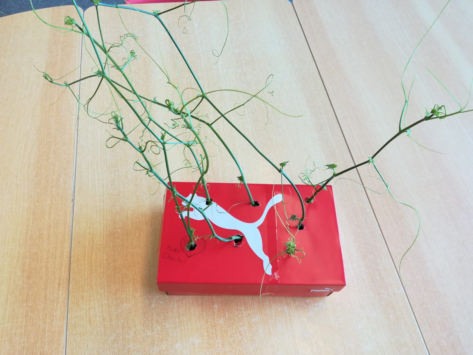 Plantas a cultivar.