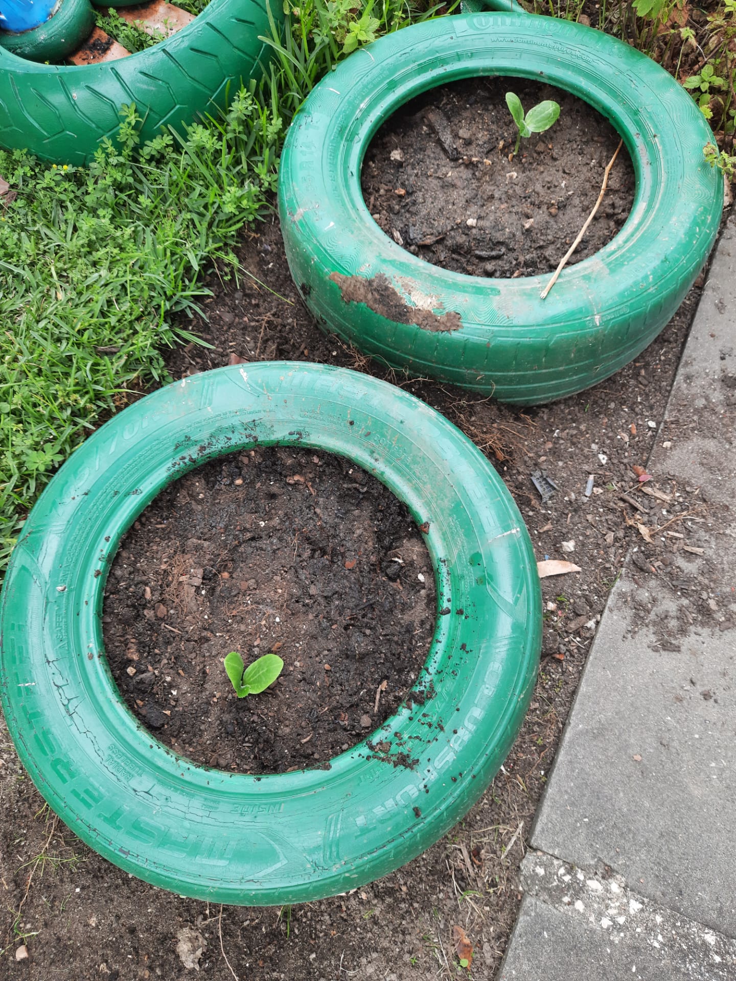 Devido ao atraso da entrega da terra para a horta, fomos fazendo a manutenção da horta existente e das plantas aromáticas.