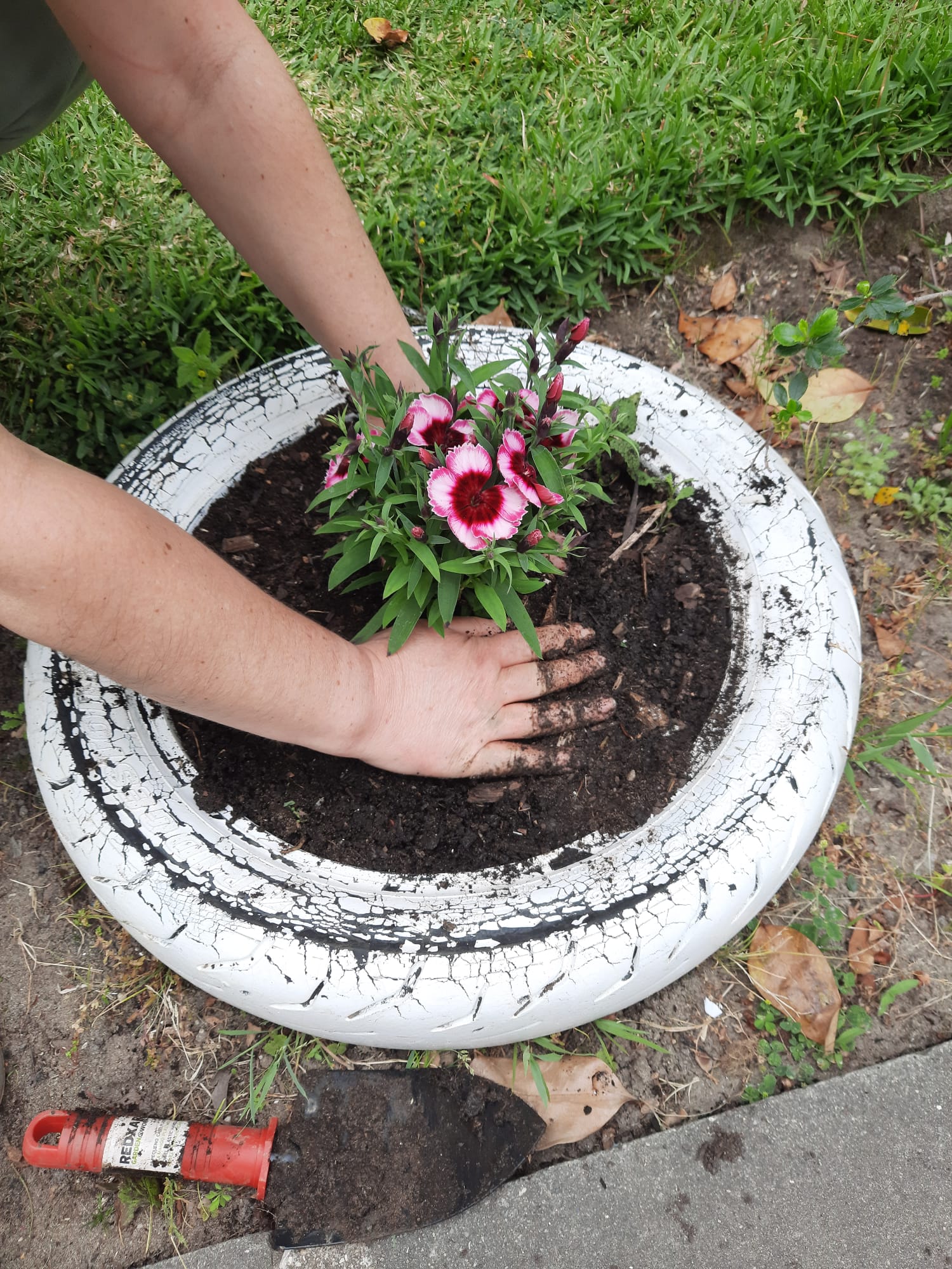 Plantação de plantas decorativas