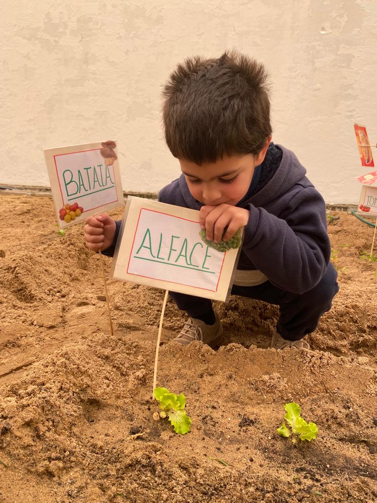Horta JI Fazendas de Almeirim- plantação